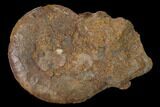 Toarcian Ammonite (Pleydellia) Fossil - France #152697-1